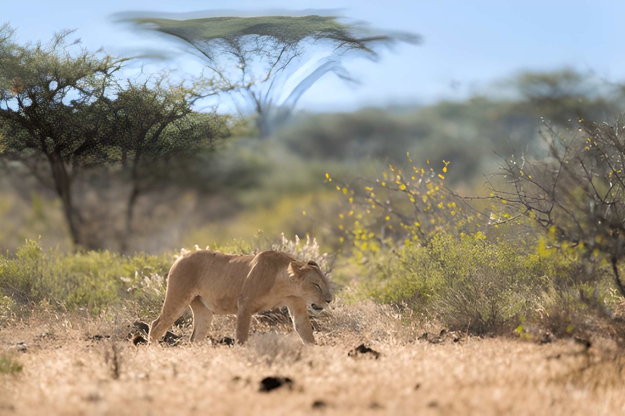 Samburu National Reserve