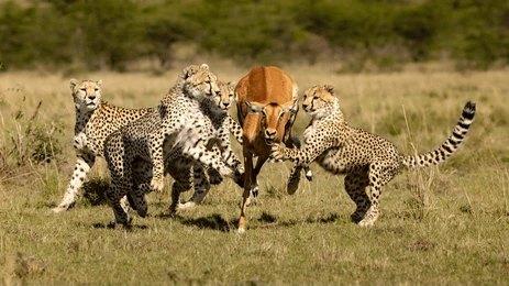 Rough North Kenya 3-Day Masai Mara Budget Safari | Rough North Kenya