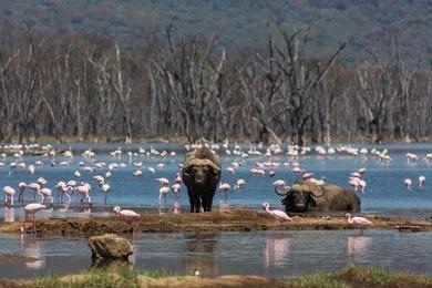 Rough North Kenya 4-Day Masai Mara & Lake Nakuru Safari | Rough North Kenya