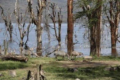 Rough North Kenya 4-Day Masai Mara & Lake Nakuru Safari | Rough North Kenya